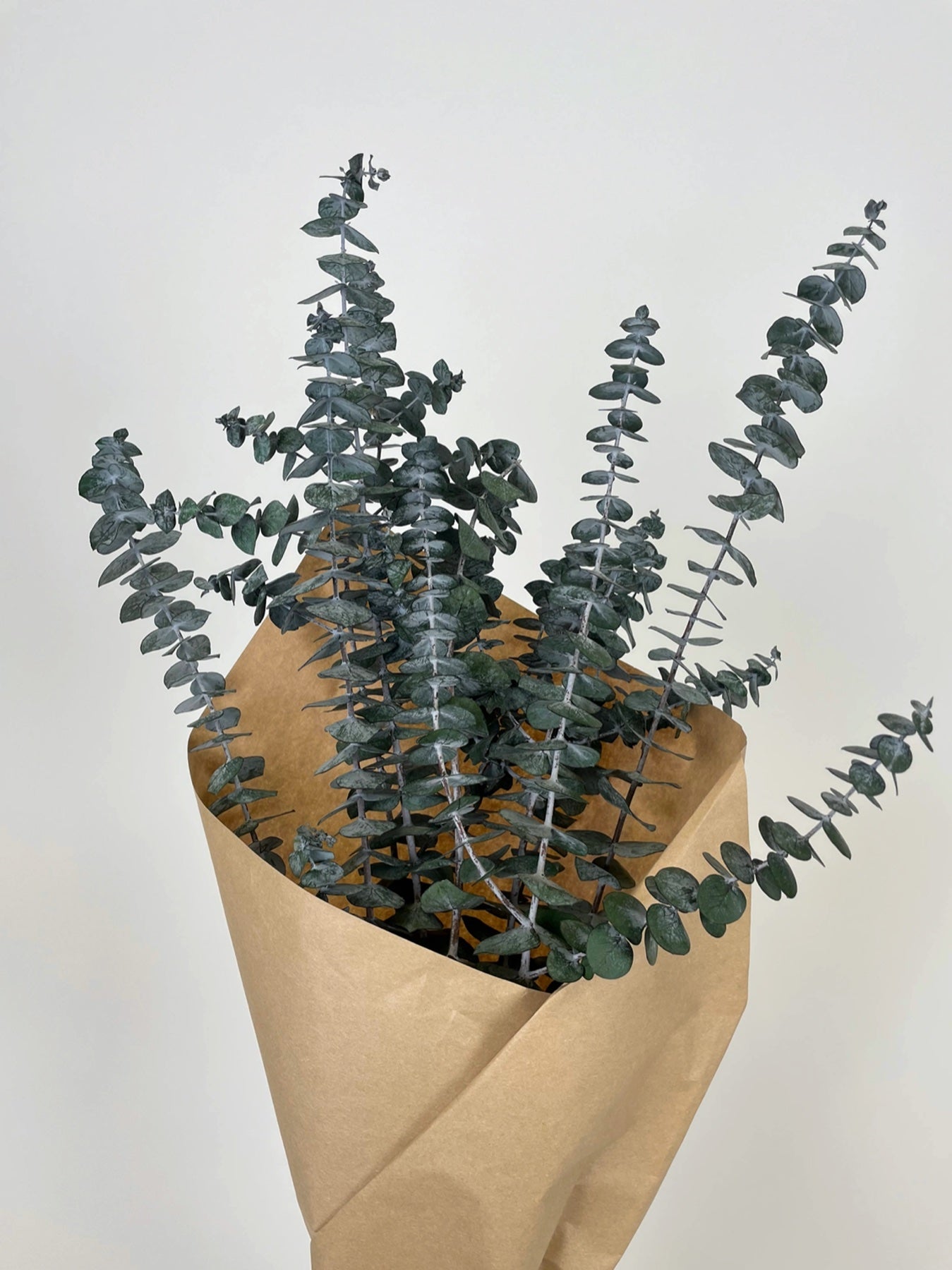 8 oz Preserved Baby Eucalyptus Bundle